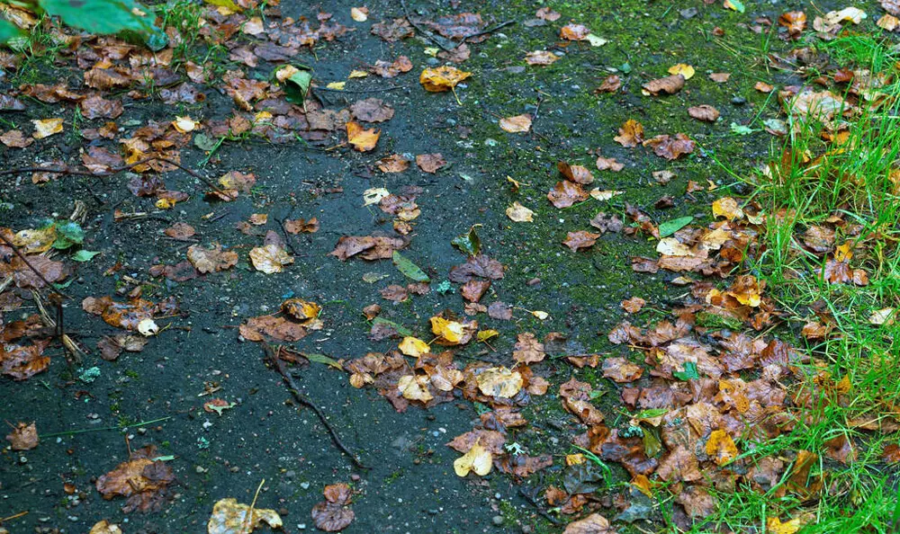 wet-leaves.jpg