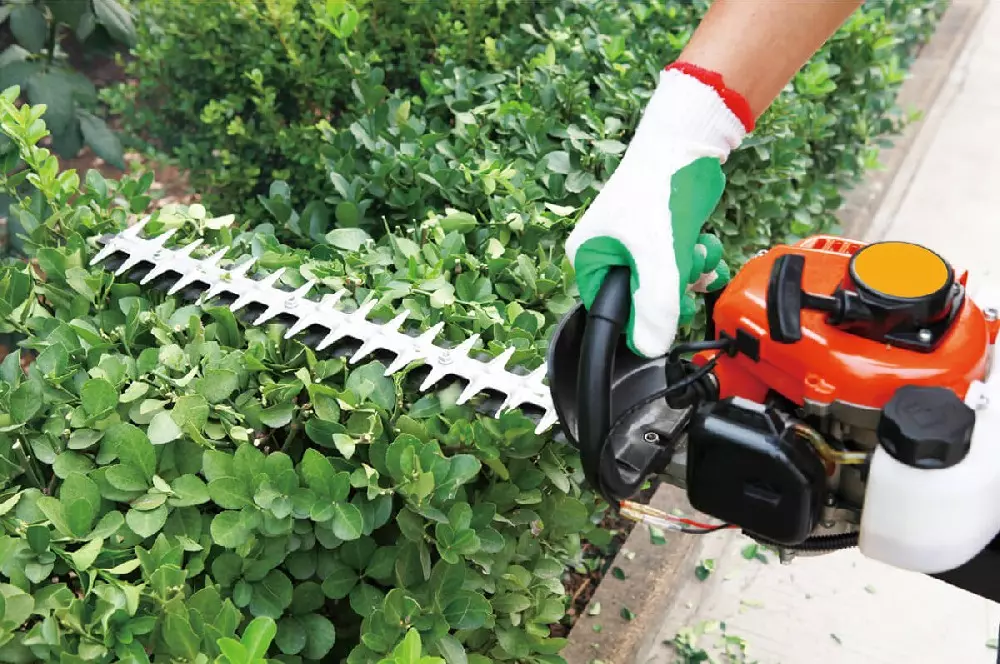 Trimming-and-shaping-hedges.jpg