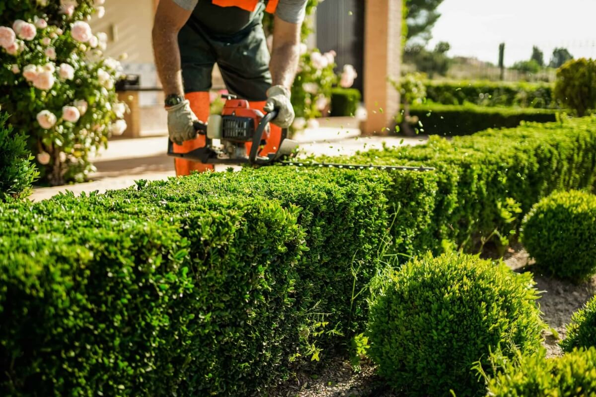 use-BISON-hedge-trimmer.jpg